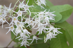 Shorea roxburghii